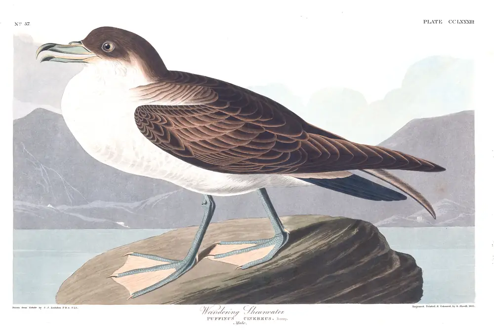 The whole sheet of plate 283, with its engraved caption