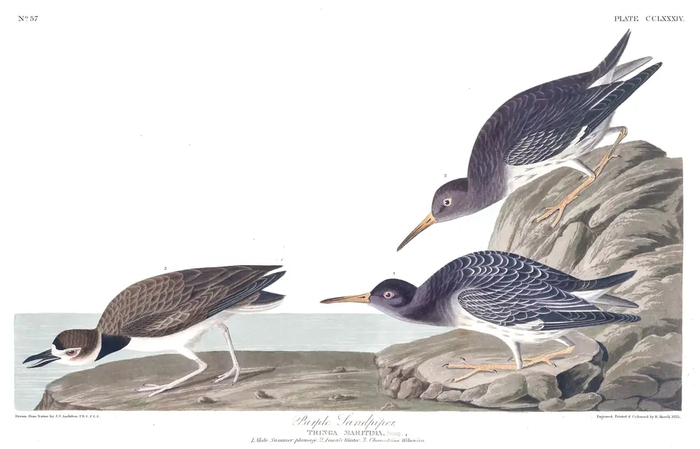 The whole sheet of plate 284, with its engraved caption