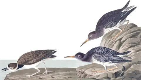 Plate 284 of Audubon's The Birds of America: Purple Sandpiper (Calidris maritima) and Wilson's Plover (Anarhynchus wilsonia)