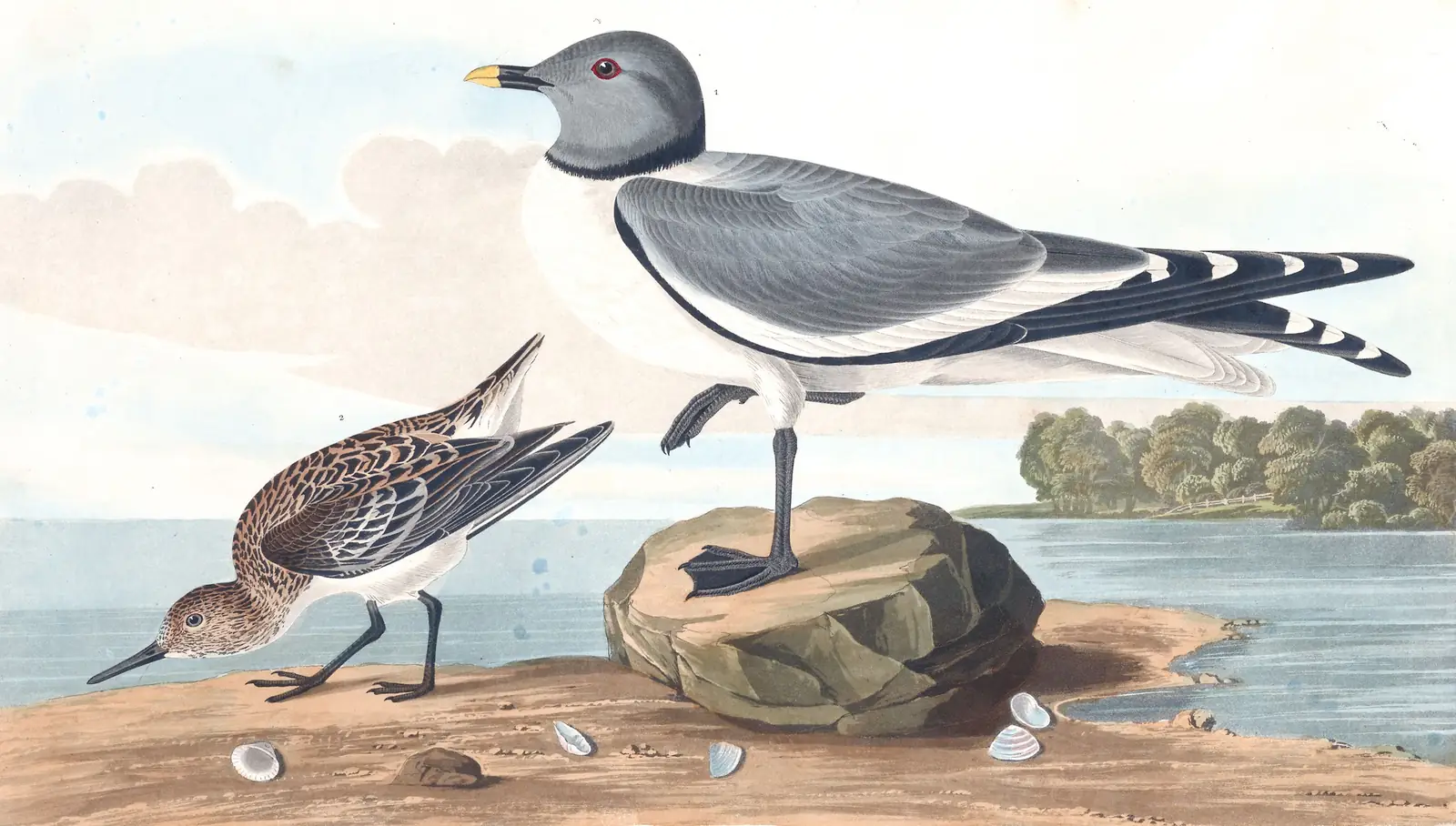 Plate 285 of Audubon's The Birds of America: Sabine's Gull (Xema sabini) and Sanderling (Calidris alba)