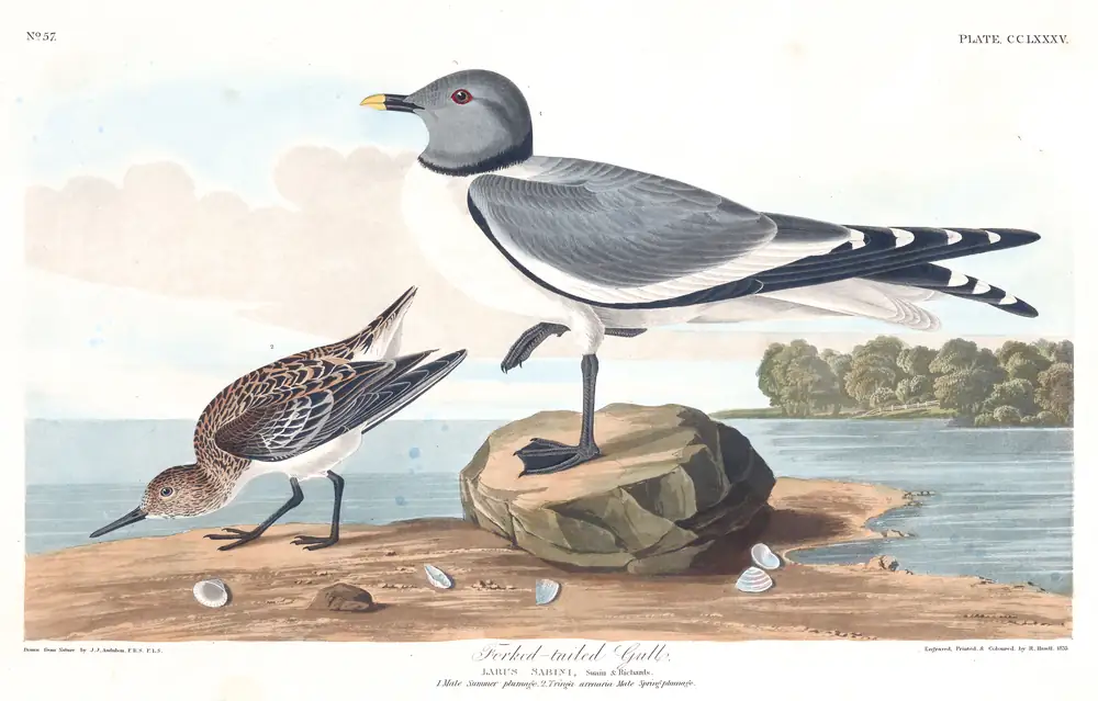 The whole sheet of plate 285, with its engraved caption
