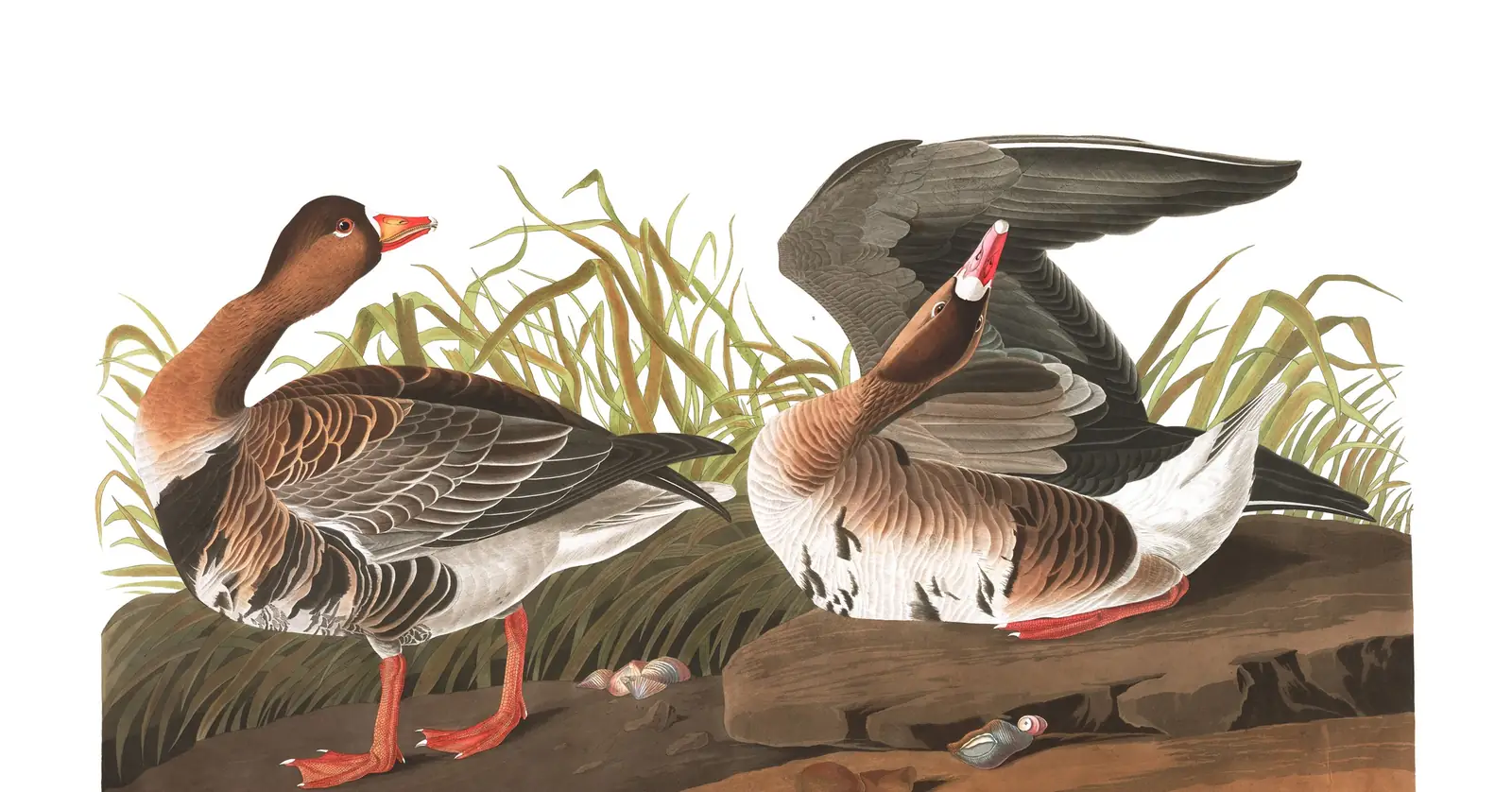 Plate 286 of Audubon's The Birds of America: Greater White-fronted Goose (Anser albifrons)