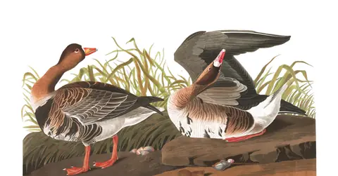 Plate 286 of Audubon's The Birds of America: Greater White-fronted Goose (Anser albifrons)