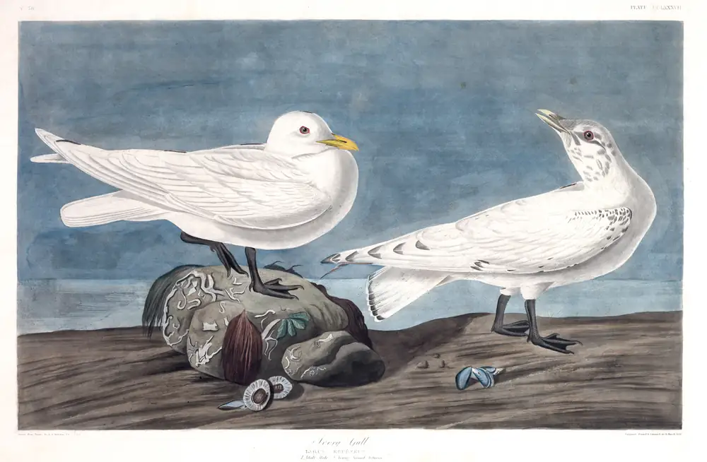 The whole sheet of plate 287, with its engraved caption
