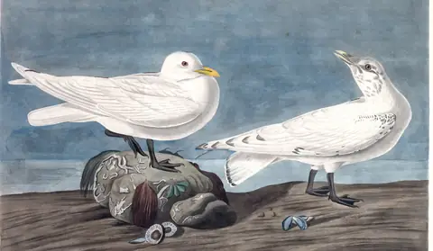 Plate 287 of Audubon's The Birds of America: Ivory Gull (Pagophila eburnea)