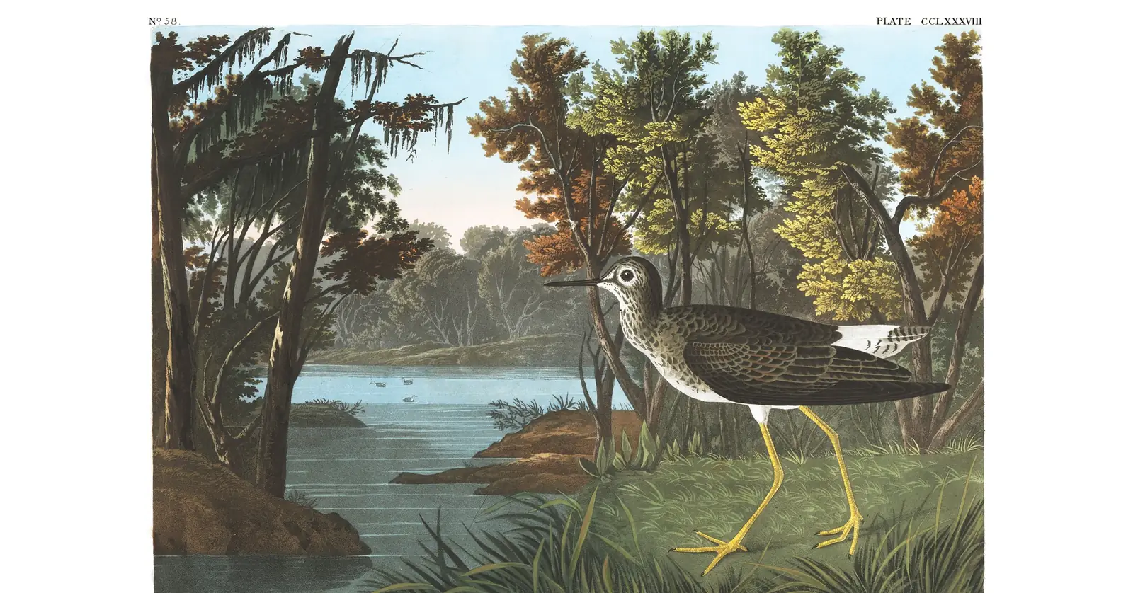Plate 288 of Audubon's The Birds of America: Lesser Yellowlegs (Tringa flavipes)