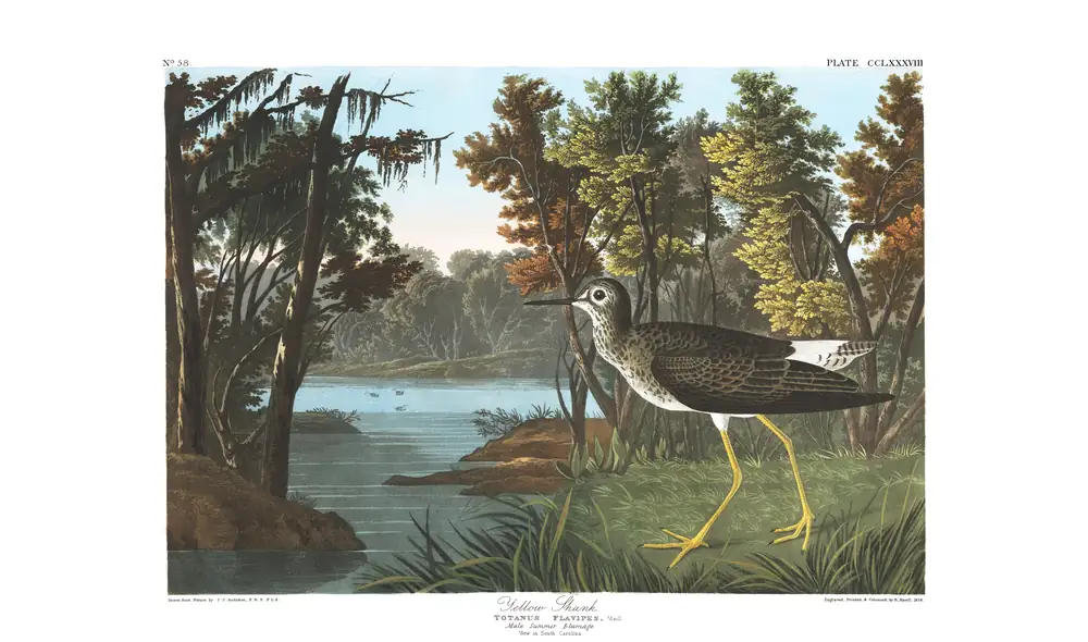 The whole sheet of plate 288, with its engraved caption