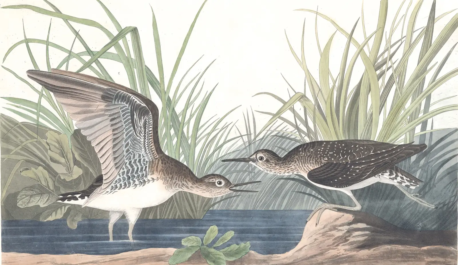 Plate 289 of Audubon's The Birds of America: Solitary Sandpiper (Tringa solitaria)