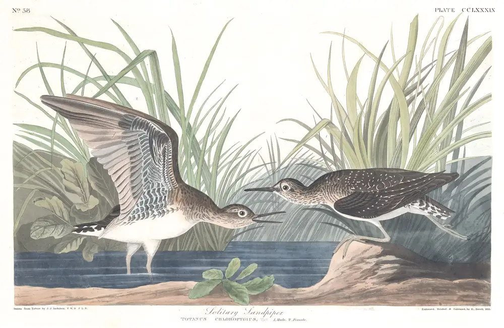 The whole sheet of plate 289, with its engraved caption