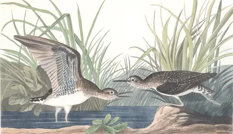 Plate 289 of Audubon's The Birds of America: Solitary Sandpiper (Tringa solitaria)
