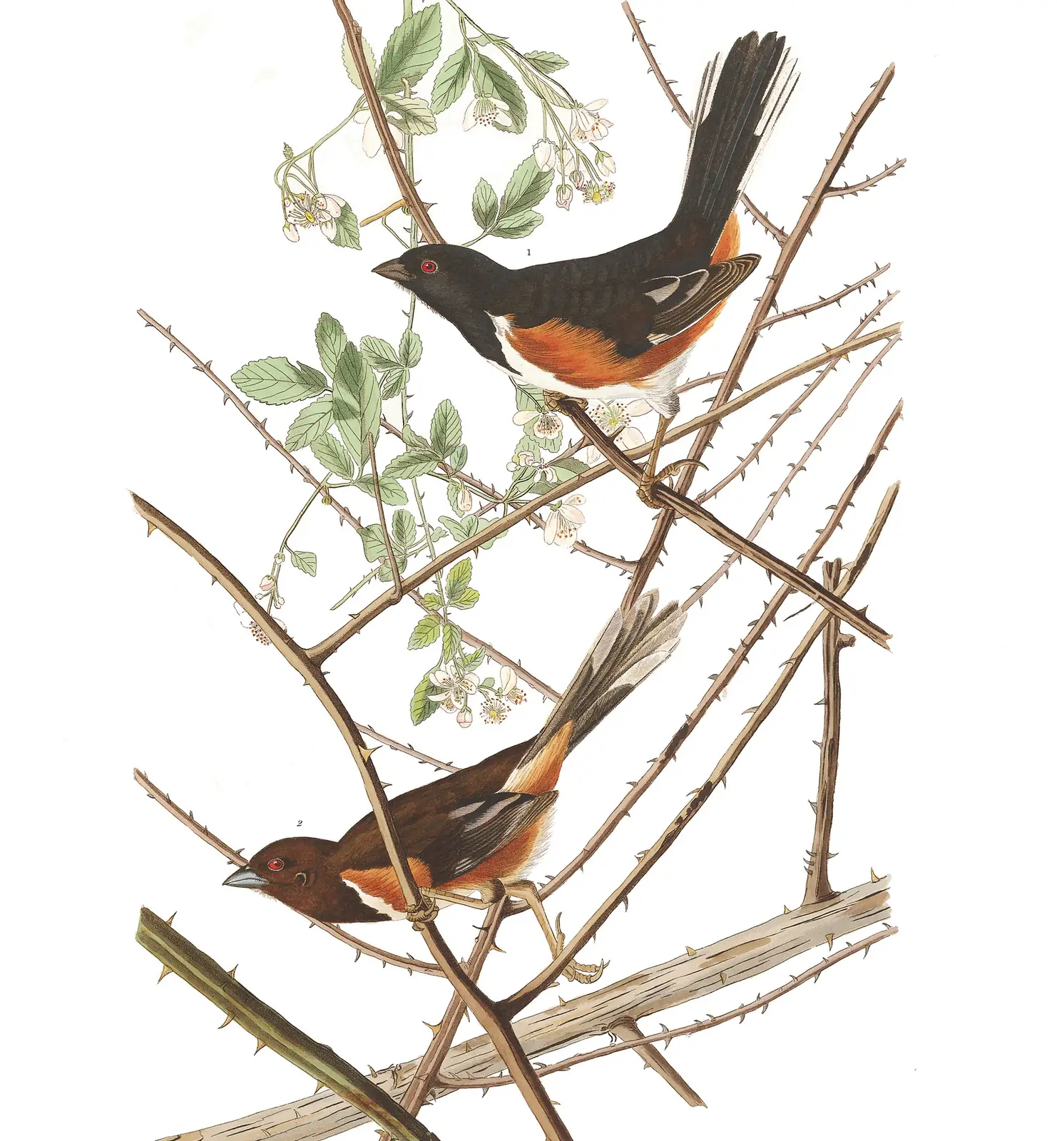 Plate 29 of Audubon's The Birds of America: Eastern Towhee (Pipilo erythrophthalmus)