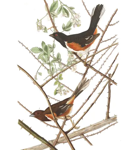 Plate 29 of Audubon's The Birds of America: Eastern Towhee (Pipilo erythrophthalmus)