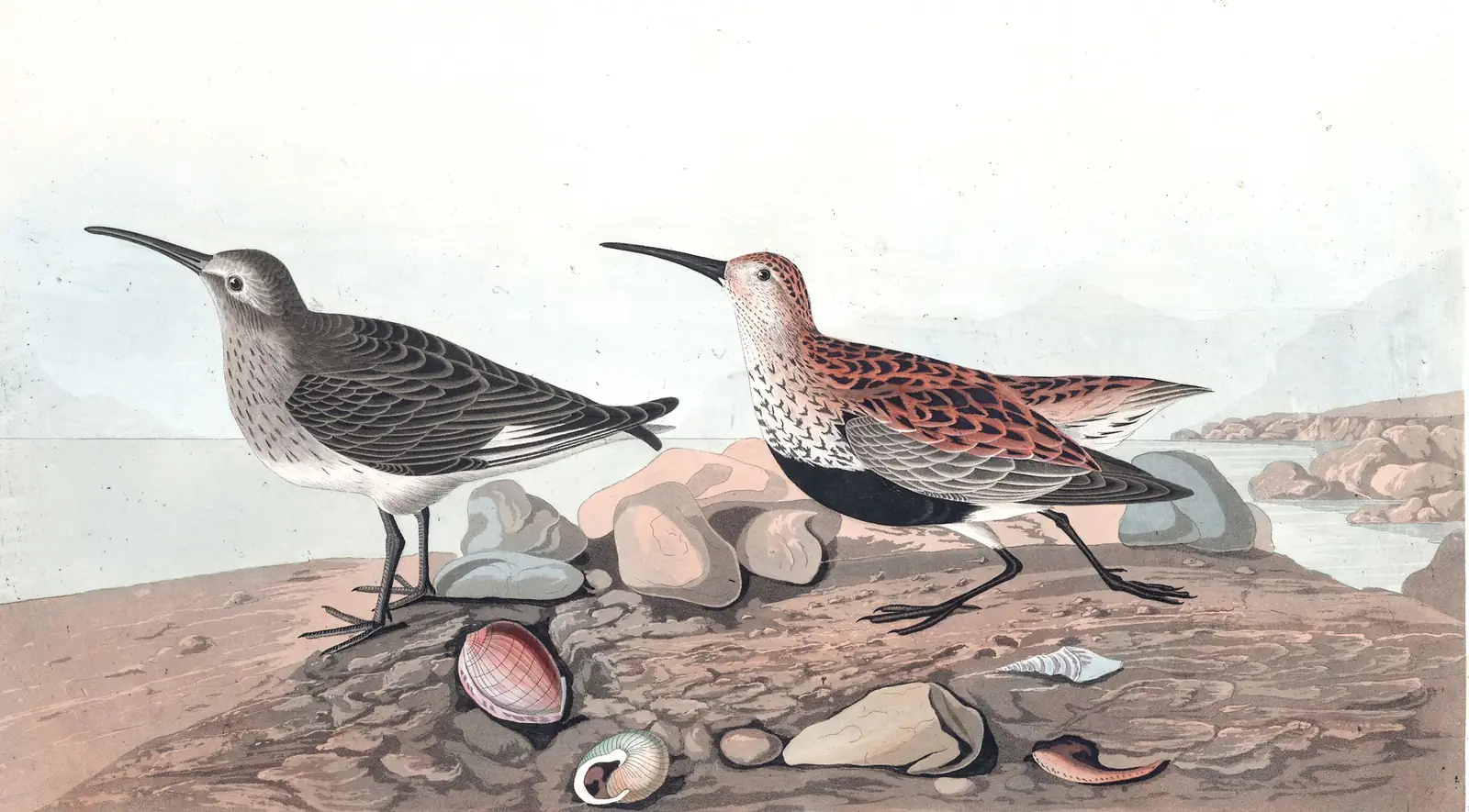 Plate 290 of Audubon's The Birds of America: Dunlin (Calidris alpina)