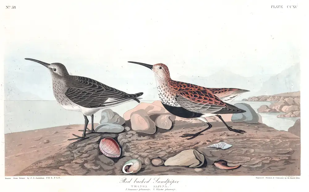 The whole sheet of plate 290, with its engraved caption