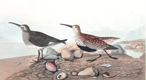 Plate 290 of Audubon's The Birds of America: Dunlin (Calidris alpina)