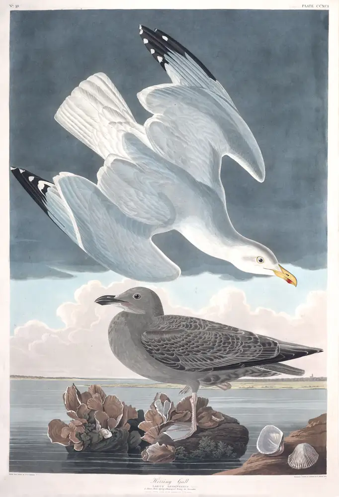 The whole sheet of plate 291, with its engraved caption