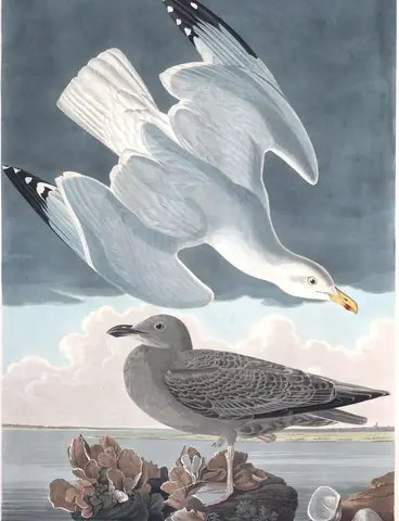 Plate 291 of Audubon's The Birds of America: American Herring Gull (Larus smithsonianus)