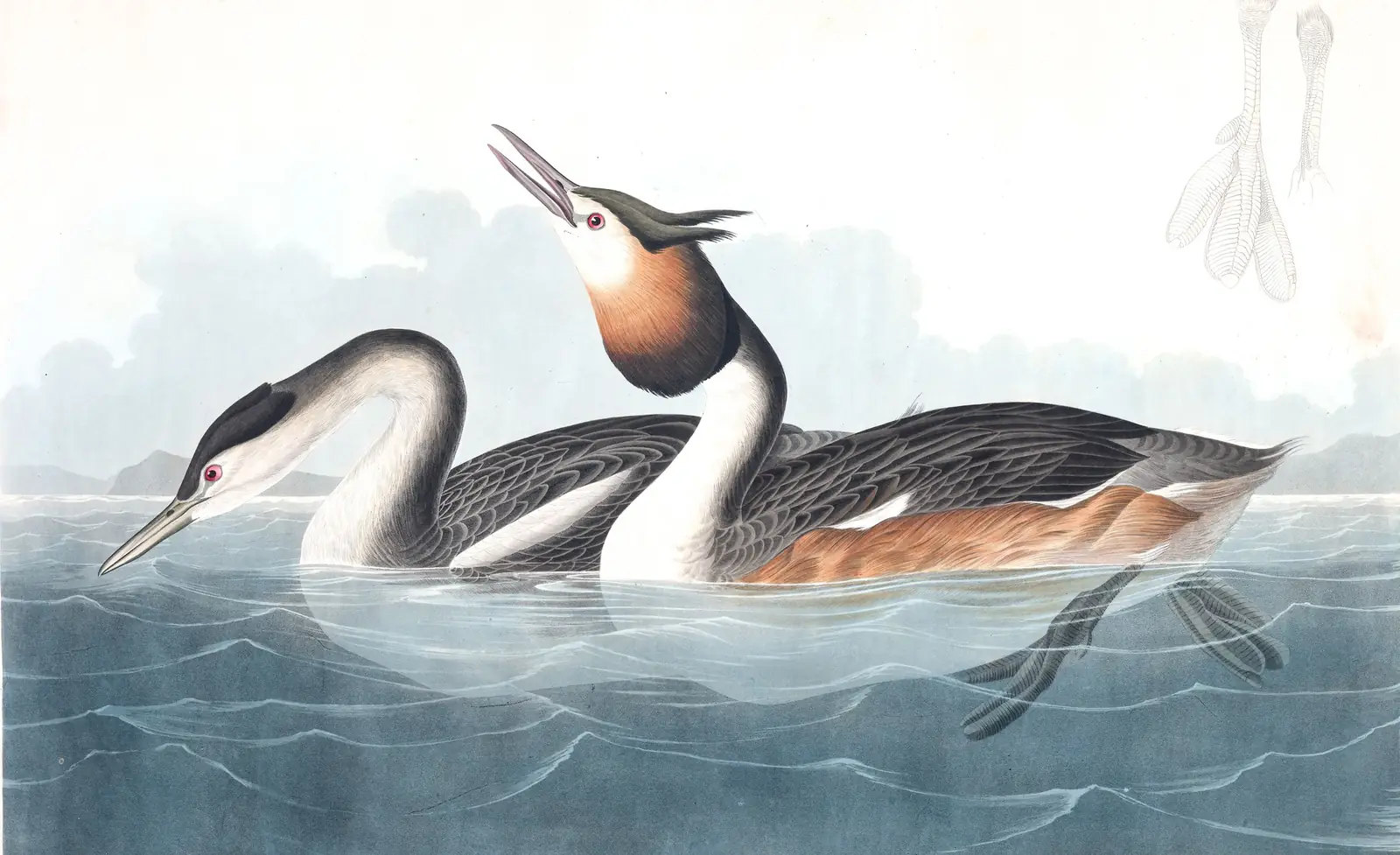 Plate 292 of Audubon's The Birds of America: Great Crested Grebe (Podiceps cristatus)