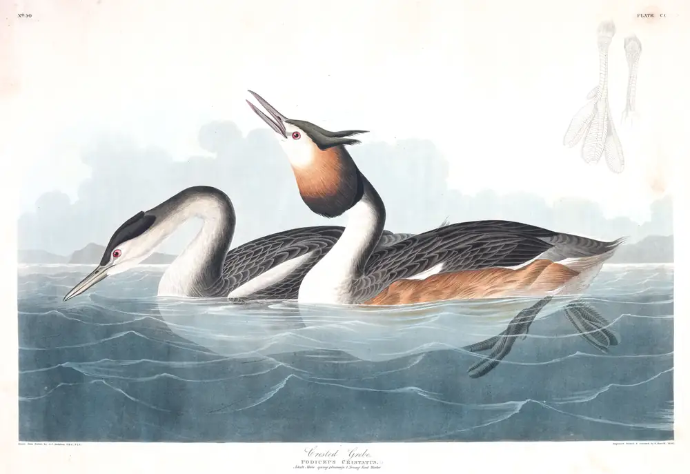 The whole sheet of plate 292, with its engraved caption
