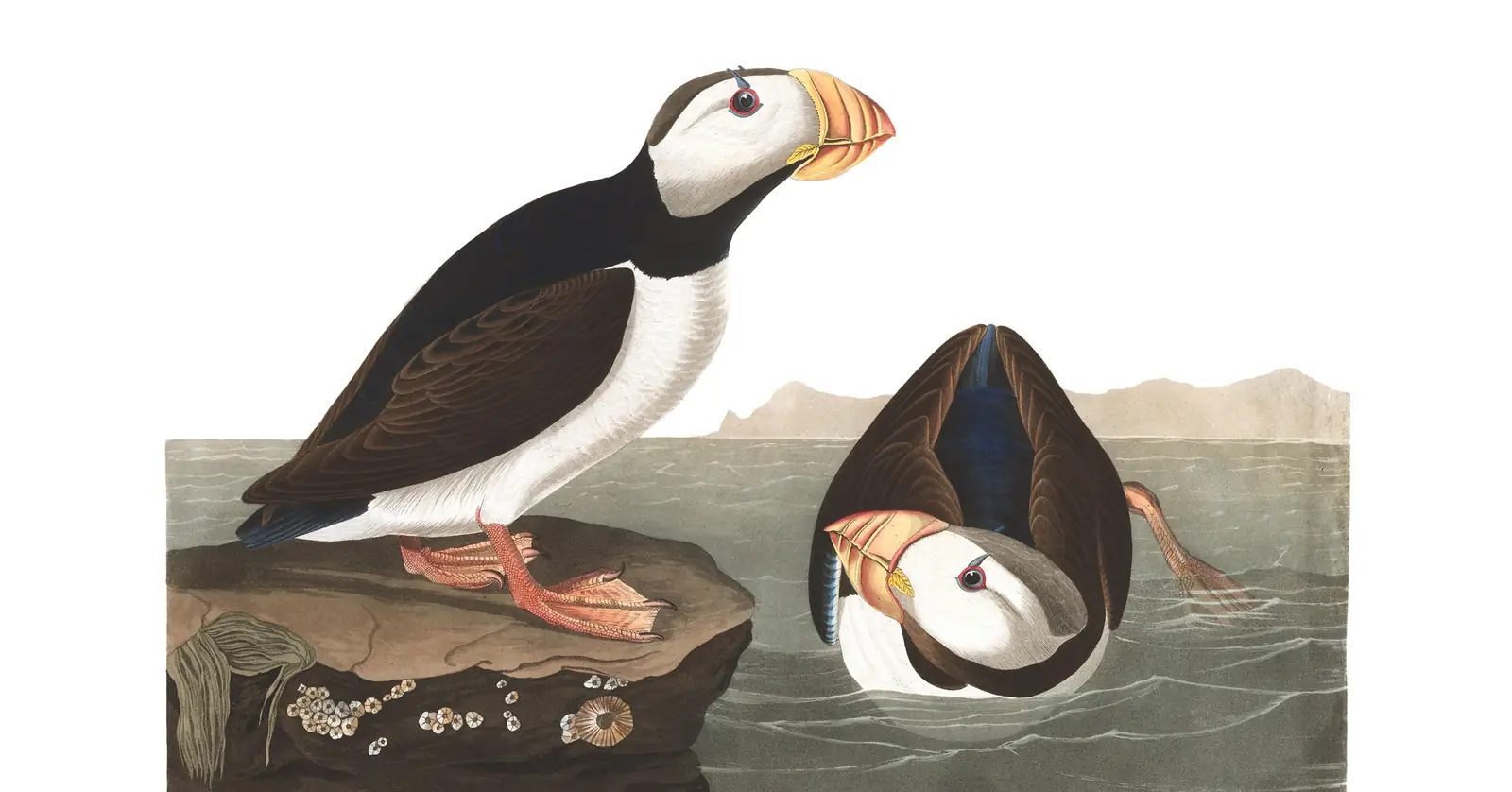 Plate 293 of Audubon's The Birds of America: Horned Puffin (Fratercula corniculata)