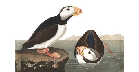 Plate 293 of Audubon's The Birds of America: Horned Puffin (Fratercula corniculata)