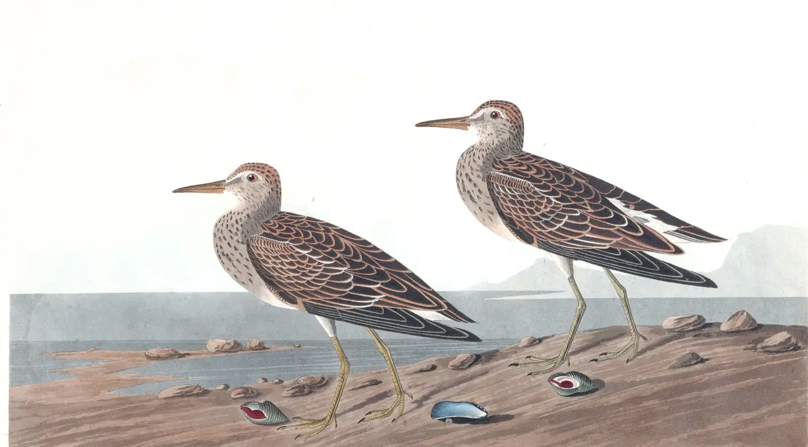 Plate 294 of Audubon's The Birds of America: Pectoral Sandpiper (Calidris melanotos)