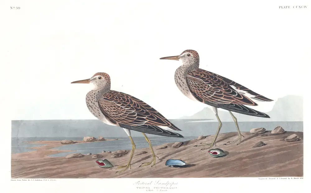 The whole sheet of plate 294, with its engraved caption