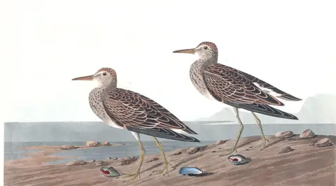Plate 294 of Audubon's The Birds of America: Pectoral Sandpiper (Calidris melanotos)