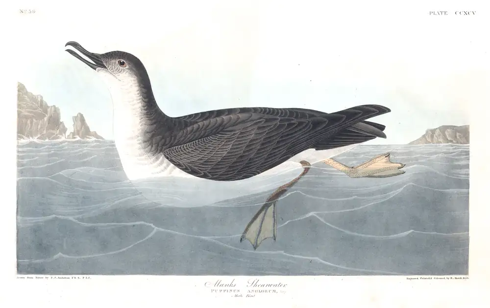 The whole sheet of plate 295, with its engraved caption