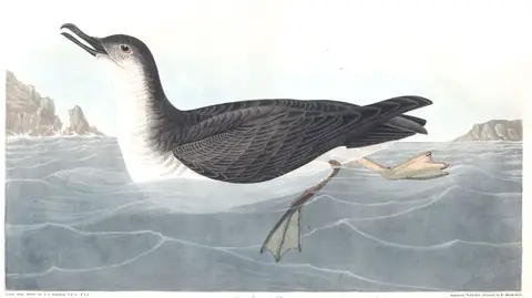 Plate 295 of Audubon's The Birds of America: Manx Shearwater (Puffinus puffinus)