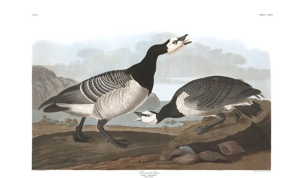 The whole sheet of plate 296, with its engraved caption