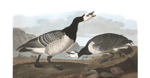 Plate 296 of Audubon's The Birds of America: Barnacle Goose (Branta leucopsis)