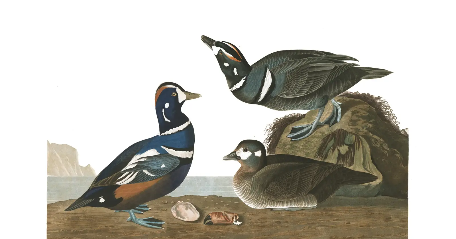 Plate 297 of Audubon's The Birds of America: Harlequin Duck (Histrionicus histrionicus)