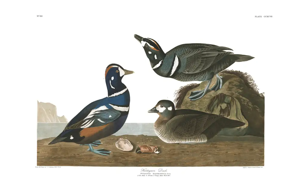 The whole sheet of plate 297, with its engraved caption