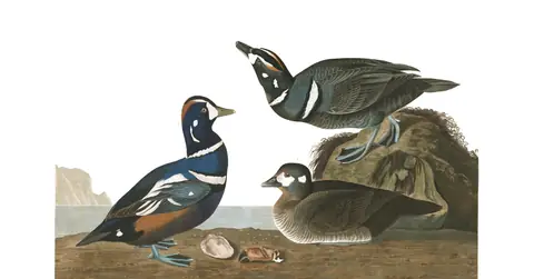 Plate 297 of Audubon's The Birds of America: Harlequin Duck (Histrionicus histrionicus)