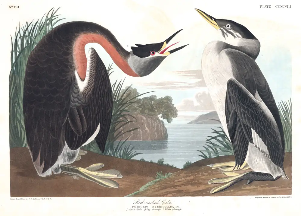 The whole sheet of plate 298, with its engraved caption