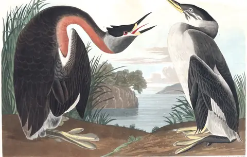 Plate 298 of Audubon's The Birds of America: Red-necked Grebe (Podiceps grisegena)