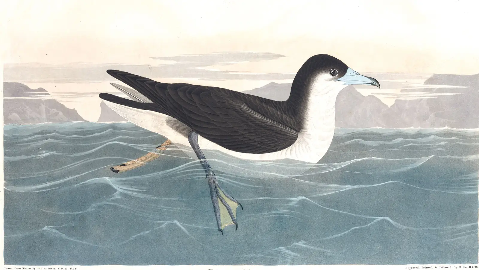 Plate 299 of Audubon's The Birds of America: Sargasso Shearwater (Puffinus lherminieri)