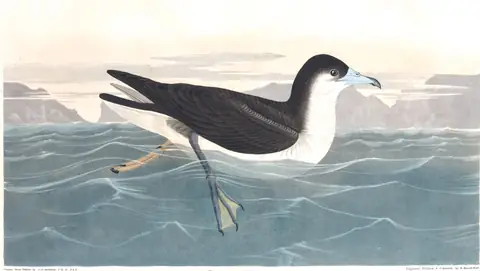 Plate 299 of Audubon's The Birds of America: Sargasso Shearwater (Puffinus lherminieri)