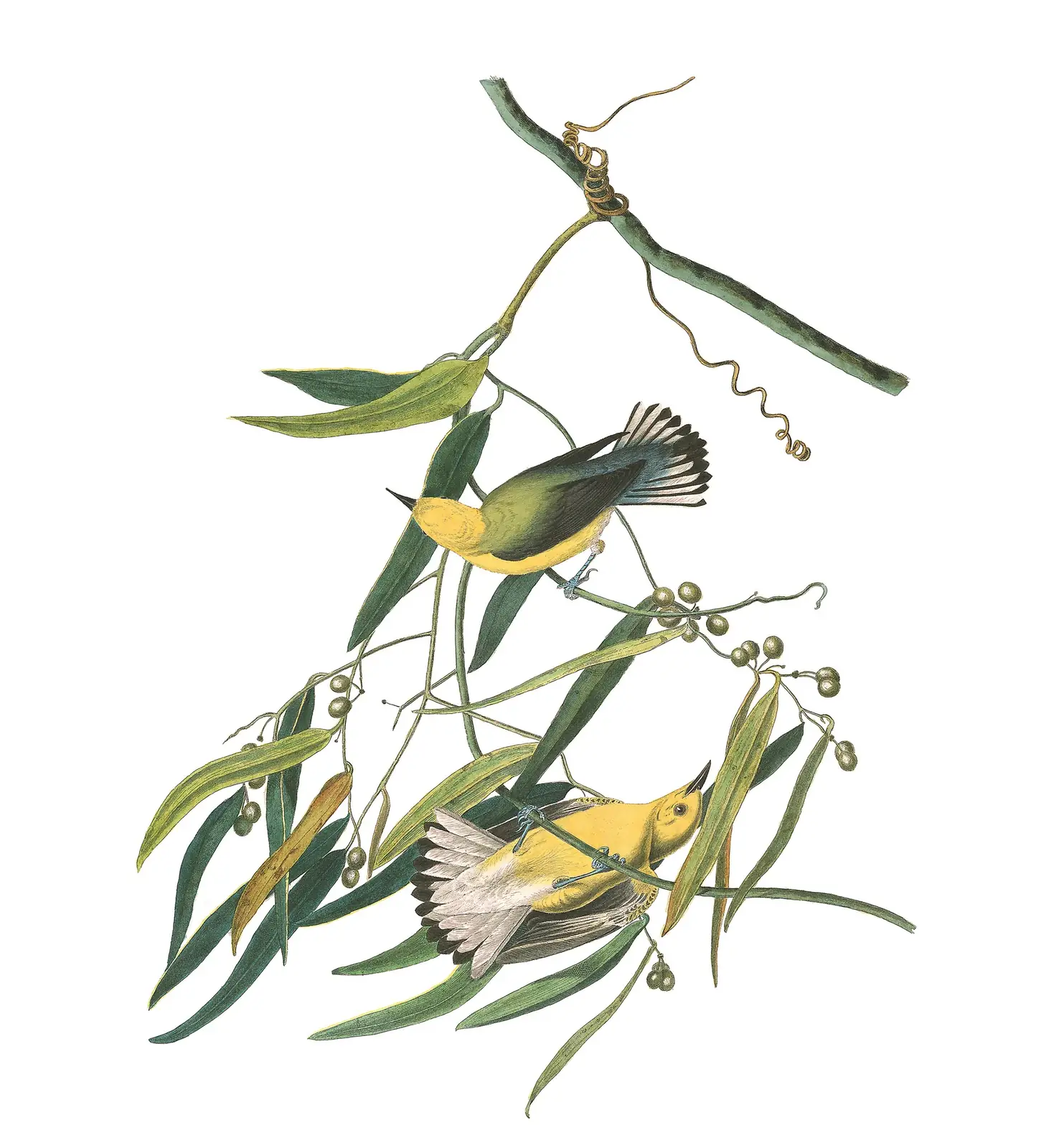 Plate 3 of Audubon's The Birds of America: Prothonotary Warbler (Protonotaria citrea)
