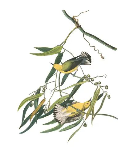 Plate 3 of Audubon's The Birds of America: Prothonotary Warbler (Protonotaria citrea)