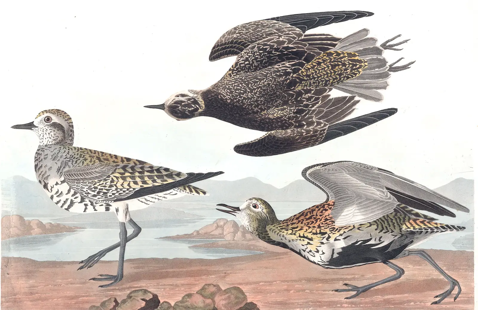 Plate 300 of Audubon's The Birds of America: American Golden-Plover (Pluvialis dominica)