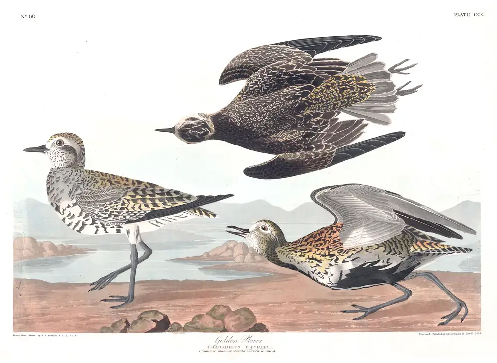 The whole sheet of plate 300, with its engraved caption