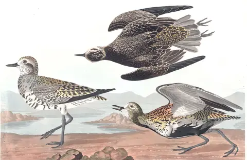 Plate 300 of Audubon's The Birds of America: American Golden-Plover (Pluvialis dominica)