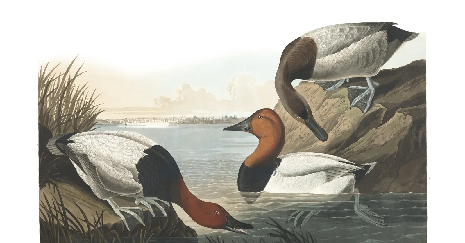 Plate 301 of Audubon's The Birds of America: Canvasback (Aythya valisineria)