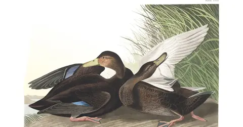 Plate 302 of Audubon's The Birds of America: American Black Duck (Anas rubripes)