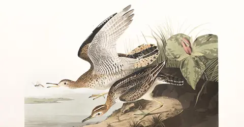 Plate 303 of Audubon's The Birds of America: Upland Sandpiper (Bartramia longicauda)