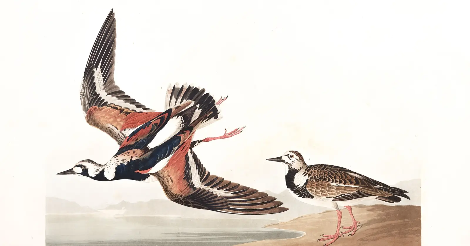 Plate 304 of Audubon's The Birds of America: Ruddy Turnstone (Arenaria interpres)