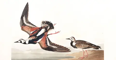 Plate 304 of Audubon's The Birds of America: Ruddy Turnstone (Arenaria interpres)