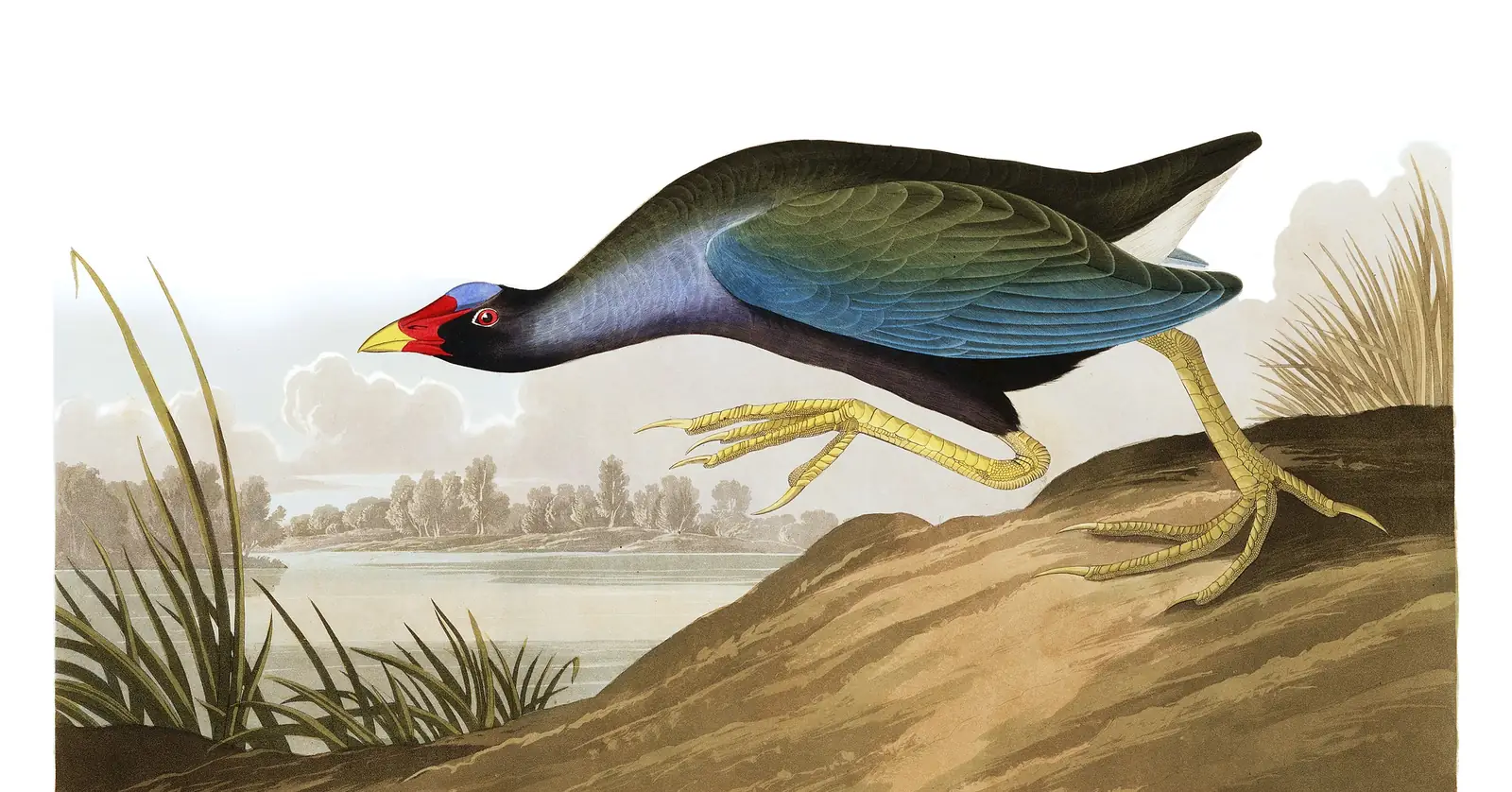 Plate 305 of Audubon's The Birds of America: Purple Gallinule (Porphyrio martinica)